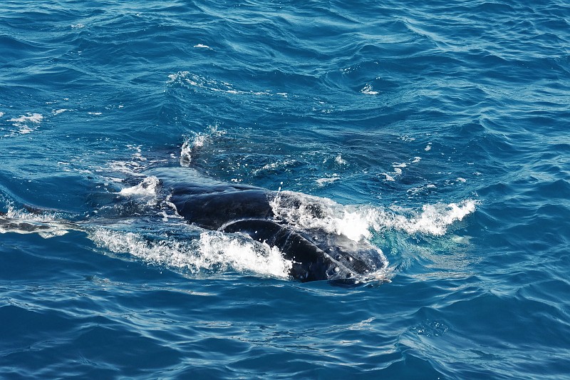 2009-11-06 22-04-29_1.jpg - Buckelwalbaby